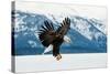 Flying Bald Eagle ( Haliaeetus Leucocephalus Washingtoniensis ) over Snow-Covered Mountains. Winter-Sergey Uryadnikov-Stretched Canvas