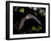 Flying Bat Hunting in Forest. the Greater Horseshoe Bat (Rhinolophus Ferrumequinum) Occurs in Europ-Rudmer Zwerver-Framed Photographic Print