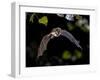 Flying Bat Hunting in Forest. the Greater Horseshoe Bat (Rhinolophus Ferrumequinum) Occurs in Europ-Rudmer Zwerver-Framed Photographic Print