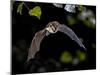 Flying Bat Hunting in Forest. the Greater Horseshoe Bat (Rhinolophus Ferrumequinum) Occurs in Europ-Rudmer Zwerver-Mounted Photographic Print