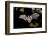 Flying Bat Hunting in Forest. the Grey Long-Eared Bat (Plecotus Austriacus) is a Fairly Large Europ-Rudmer Zwerver-Framed Photographic Print