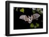 Flying Bat Hunting in Forest. the Grey Long-Eared Bat (Plecotus Austriacus) is a Fairly Large Europ-Rudmer Zwerver-Framed Photographic Print