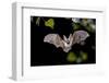 Flying Bat Hunting in Forest. the Grey Long-Eared Bat (Plecotus Austriacus) is a Fairly Large Europ-Rudmer Zwerver-Framed Photographic Print