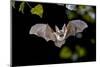 Flying Bat Hunting in Forest. the Grey Long-Eared Bat (Plecotus Austriacus) is a Fairly Large Europ-Rudmer Zwerver-Mounted Photographic Print