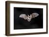 Flying Bat on Dark Background. the Grey Long-Eared Bat (Plecotus Austriacus) is a Fairly Large Euro-Rudmer Zwerver-Framed Photographic Print