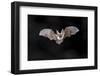 Flying Bat on Dark Background. the Grey Long-Eared Bat (Plecotus Austriacus) is a Fairly Large Euro-Rudmer Zwerver-Framed Photographic Print
