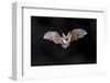 Flying Bat on Dark Background. the Grey Long-Eared Bat (Plecotus Austriacus) is a Fairly Large Euro-Rudmer Zwerver-Framed Photographic Print