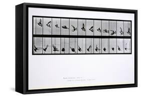 Flying Bird, Plate 756 from 'Animal Locomotion', 1887-Eadweard Muybridge-Framed Stretched Canvas