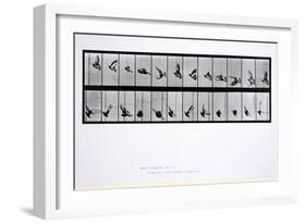 Flying Bird, Plate 756 from 'Animal Locomotion', 1887-Eadweard Muybridge-Framed Giclee Print