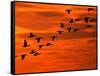 Flying Birds Silhouette, Cape May, New Jersey, USA-Jay O'brien-Framed Stretched Canvas