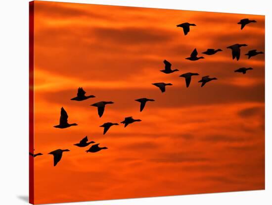 Flying Birds Silhouette, Cape May, New Jersey, USA-Jay O'brien-Stretched Canvas