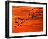 Flying Birds Silhouette, Cape May, New Jersey, USA-Jay O'brien-Framed Premium Photographic Print