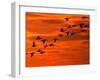 Flying Birds Silhouette, Cape May, New Jersey, USA-Jay O'brien-Framed Premium Photographic Print