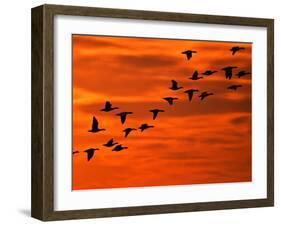 Flying Birds Silhouette, Cape May, New Jersey, USA-Jay O'brien-Framed Photographic Print