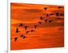 Flying Birds Silhouette, Cape May, New Jersey, USA-Jay O'brien-Framed Photographic Print