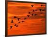 Flying Birds Silhouette, Cape May, New Jersey, USA-Jay O'brien-Framed Photographic Print