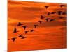 Flying Birds Silhouette, Cape May, New Jersey, USA-Jay O'brien-Mounted Photographic Print