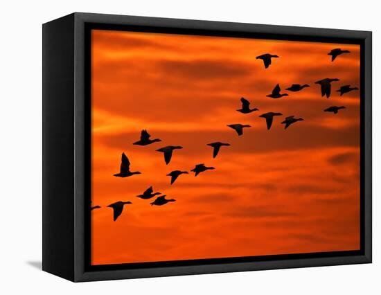 Flying Birds Silhouette, Cape May, New Jersey, USA-Jay O'brien-Framed Stretched Canvas