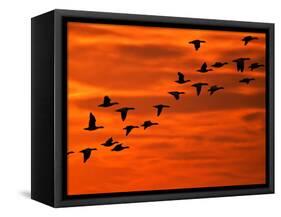 Flying Birds Silhouette, Cape May, New Jersey, USA-Jay O'brien-Framed Stretched Canvas