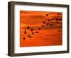 Flying Birds Silhouette, Cape May, New Jersey, USA-Jay O'brien-Framed Photographic Print