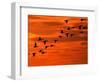 Flying Birds Silhouette, Cape May, New Jersey, USA-Jay O'brien-Framed Photographic Print