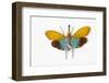 Flying Bug from Asia Pyrops in the Fulgoridae Family-Darrell Gulin-Framed Photographic Print