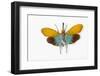 Flying Bug from Asia Pyrops in the Fulgoridae Family-Darrell Gulin-Framed Photographic Print