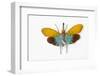 Flying Bug from Asia Pyrops in the Fulgoridae Family-Darrell Gulin-Framed Photographic Print