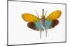 Flying Bug from Asia Pyrops in the Fulgoridae Family-Darrell Gulin-Mounted Photographic Print