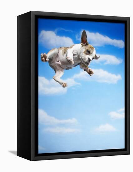 Flying Bulldog Puppy-Lew Robertson-Framed Stretched Canvas