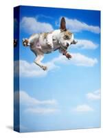 Flying Bulldog Puppy-Lew Robertson-Stretched Canvas