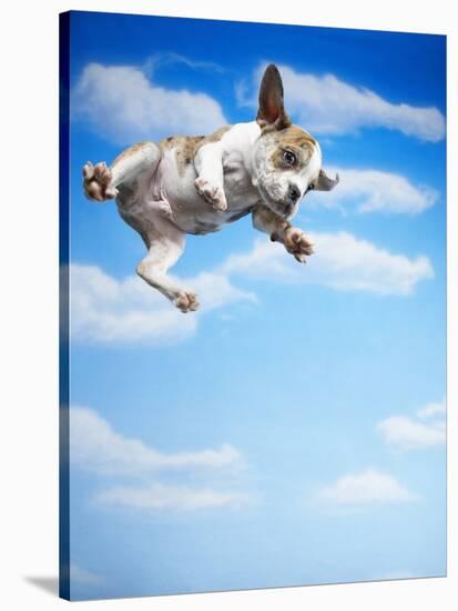 Flying Bulldog Puppy-Lew Robertson-Stretched Canvas