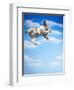 Flying Bulldog Puppy-Lew Robertson-Framed Premium Photographic Print