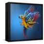 Flying Colours-Sulaiman Almawash-Framed Stretched Canvas