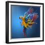 Flying Colours-Sulaiman Almawash-Framed Photographic Print