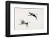 Flying Dreams-null-Framed Art Print