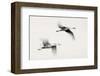 Flying Dreams-null-Framed Art Print