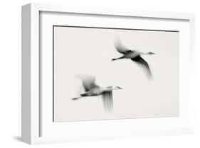 Flying Dreams-null-Framed Art Print