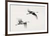 Flying Dreams-null-Framed Art Print