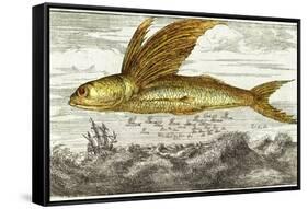 Flying Fish, 17th Century Artwork-Middle Temple Library-Framed Stretched Canvas