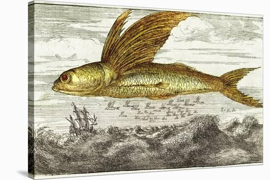 Flying Fish, 17th Century Artwork-Middle Temple Library-Stretched Canvas
