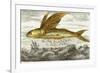 Flying Fish, 17th Century Artwork-Middle Temple Library-Framed Photographic Print