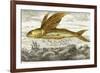 Flying Fish, 17th Century Artwork-Middle Temple Library-Framed Photographic Print