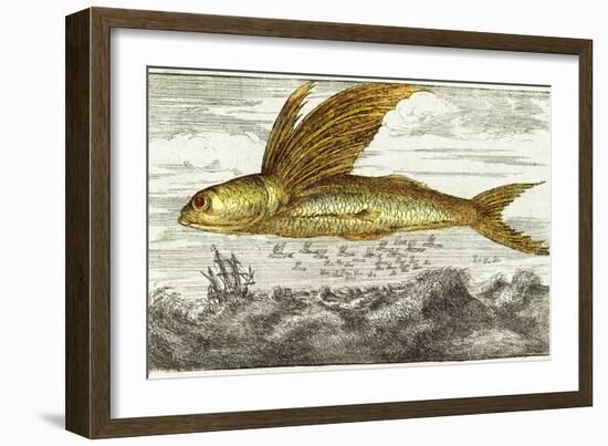 Flying Fish, 17th Century Artwork-Middle Temple Library-Framed Photographic Print