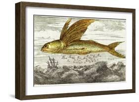 Flying Fish, 17th Century Artwork-Middle Temple Library-Framed Photographic Print