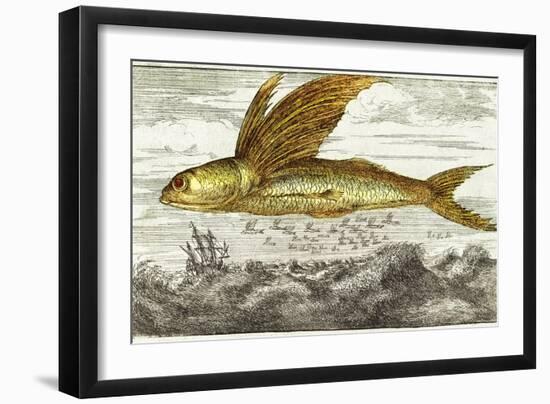 Flying Fish, 17th Century Artwork-Middle Temple Library-Framed Photographic Print