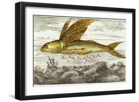 Flying Fish, 17th Century Artwork-Middle Temple Library-Framed Photographic Print