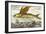 Flying Fish, 17th Century Artwork-Middle Temple Library-Framed Photographic Print