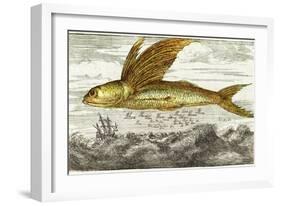 Flying Fish, 17th Century Artwork-Middle Temple Library-Framed Photographic Print