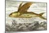 Flying Fish, 17th Century Artwork-Middle Temple Library-Mounted Photographic Print
